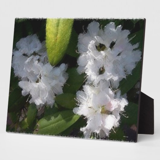 White Rhododenrons Bush Plaque Fotoplatte (Seite)