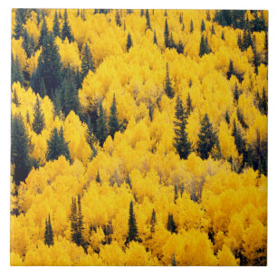 White River National Forest Aspen, Colorada Fliese