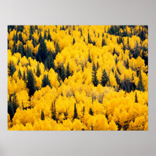 White River National Forest Aspen, Colorado Poster