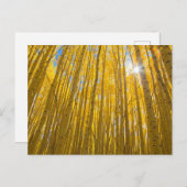 White River National Forest Postkarte (Vorne/Hinten)