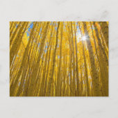 White River National Forest Postkarte (Vorderseite)