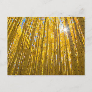 White River National Forest Postkarte