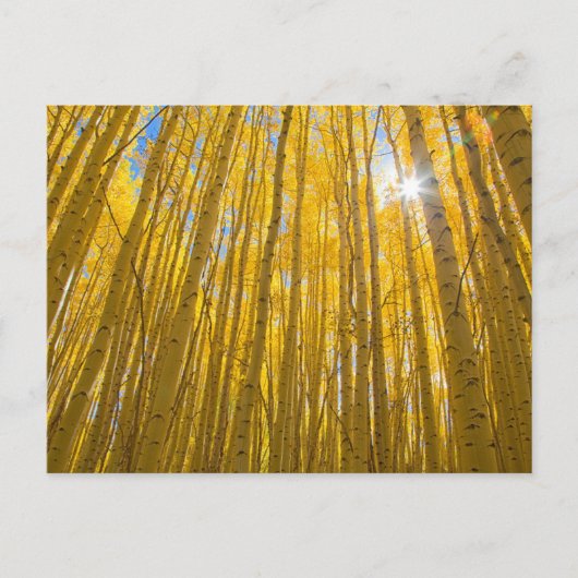 White River National Forest Postkarte (Vorderseite)