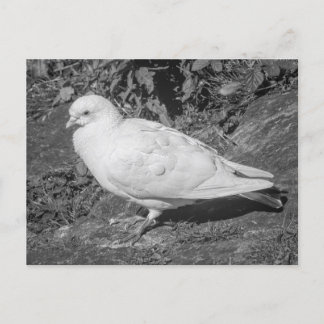 White Rock Dove. Roath Park Lake, Cardiff, Wales Postkarte