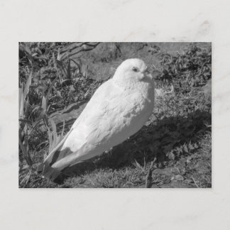 White Rock Dove. Roath Park Lake, Cardiff, Wales Postkarte