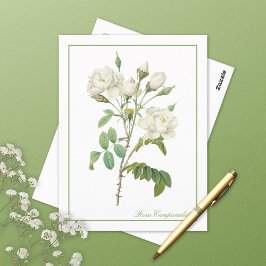 White Rosa Campanulata Redoute Postcard Postkarte