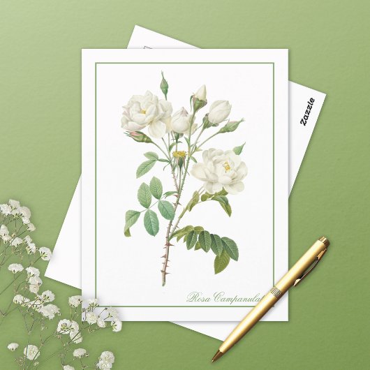 White Rosa Campanulata Redoute Postcard Postkarte