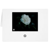 White Rose (Rückseite Horizontal)