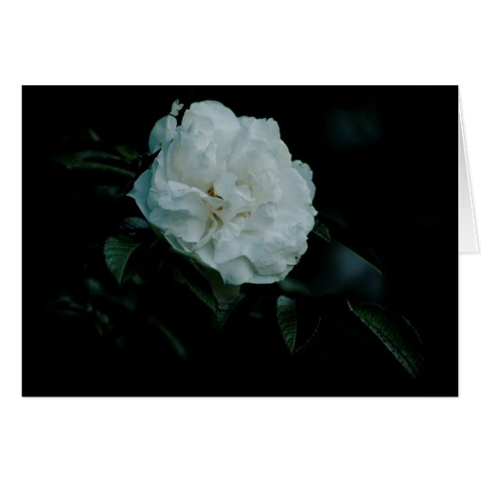 White Rose (Vorderseite (Horizontal))