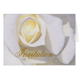 White Rose_
