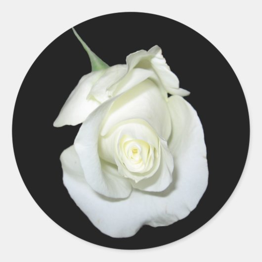 White Rose #1 Runder Aufkleber (Vorderseite)