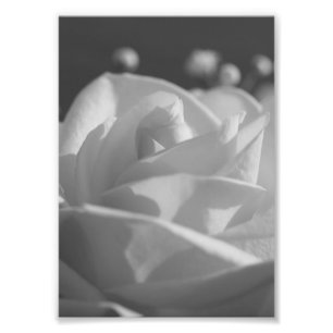 White Rose B&W Blume Foto Print