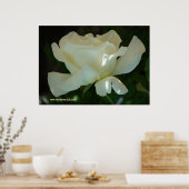 White Rose Ballerina Poster (Küche)