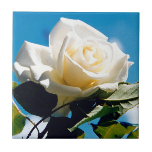 White Rose Beauty Fliese