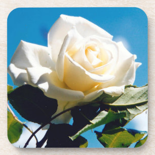 White Rose Beauty Getränkeuntersetzer
