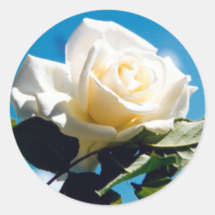 White Rose Beauty Runder Aufkleber