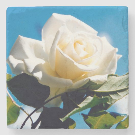 White Rose Beauty Steinuntersetzer (Vorderseite)