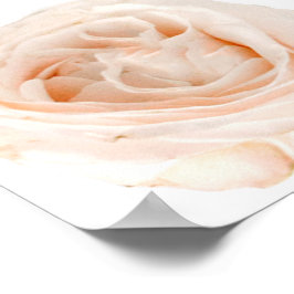 White Rose Blume Poster