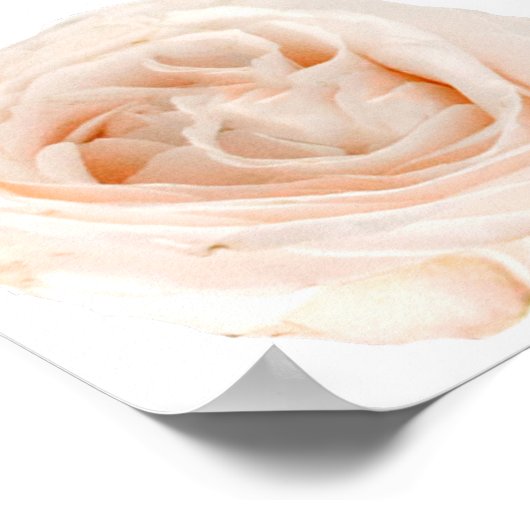 White Rose Blume Poster (Ecke)