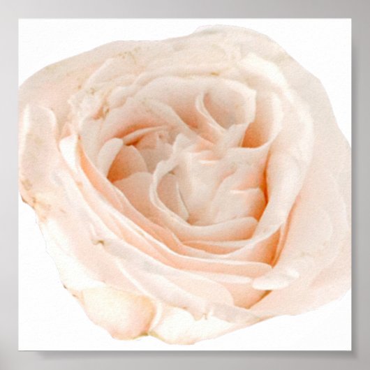 White Rose Blume Poster (Vorne)