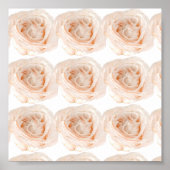 White Rose Blume Poster (Vorne)