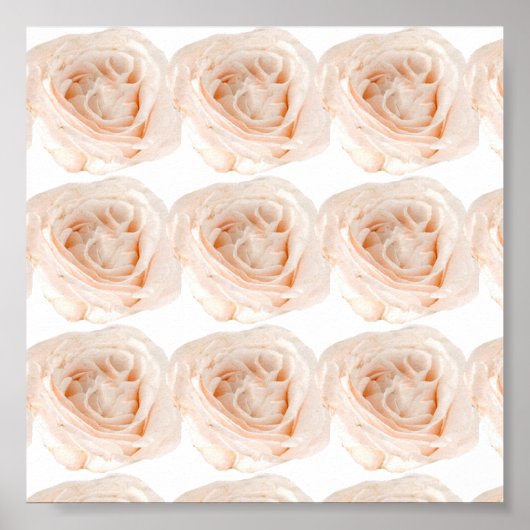 White Rose Blume Poster (Vorne)