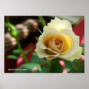 White Rose Bud Poster