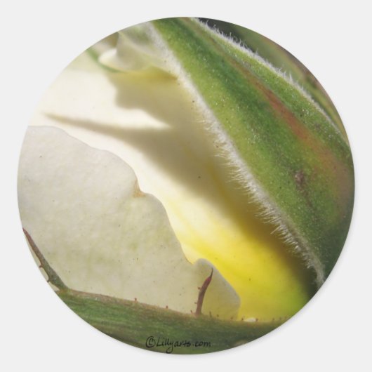 White Rose Bud Wedding Umschlag Aufkleber (Vorderseite)