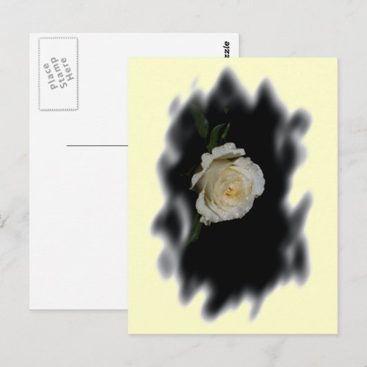 White Rose Burned Edges Postkarte (Vorne/Hinten)