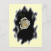 White Rose Burned Edges Postkarte (Vorderseite)