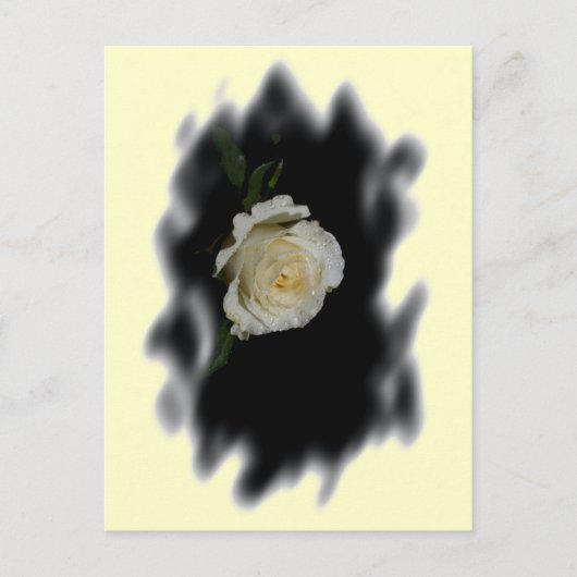 White Rose Burned Edges Postkarte (Vorderseite)