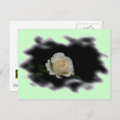 White Rose Burned Edges Postkarte (Vorne/Hinten)