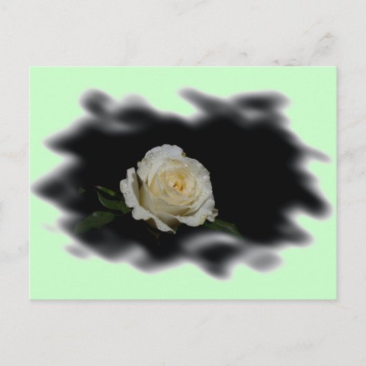 White Rose Burned Edges Postkarte (Vorderseite)