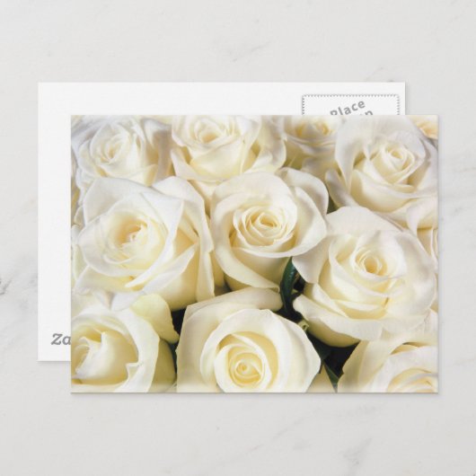 White Rose Elegance Postkarte (Vorne/Hinten)