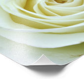White Rose Fotodruck (Ecke)