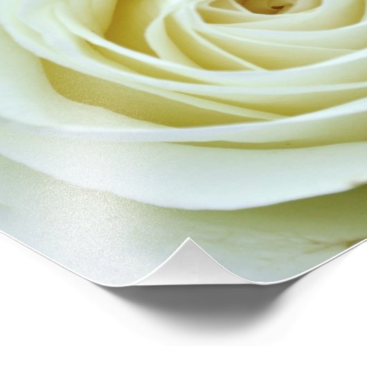 White Rose Fotodruck (Ecke)