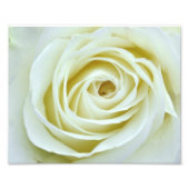 White Rose Fotodruck (Vorne)