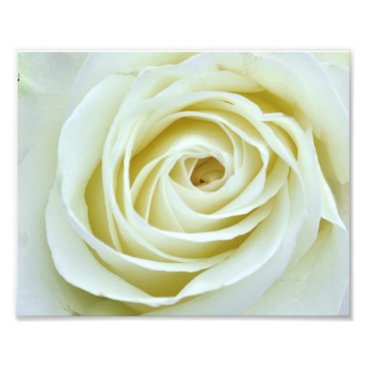 White Rose Fotodruck (Vorne)