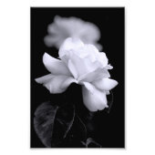 White Rose Fotodruck (Vorne)