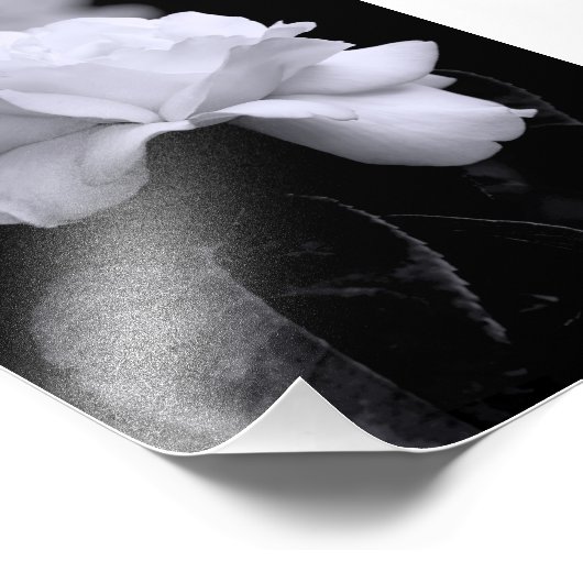 White Rose Fotodruck (Ecke)