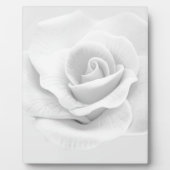 White Rose Fotoplatte (Vorderseite)