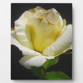 White Rose Fotoplatte (Vorderseite)