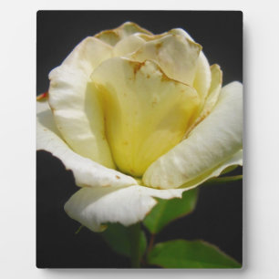 White Rose Fotoplatte