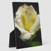 White Rose Fotoplatte (Seite)