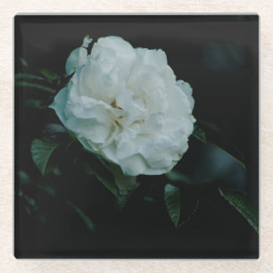 White Rose Glasuntersetzer