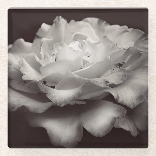 White Rose Glasuntersetzer (Vorderseite)
