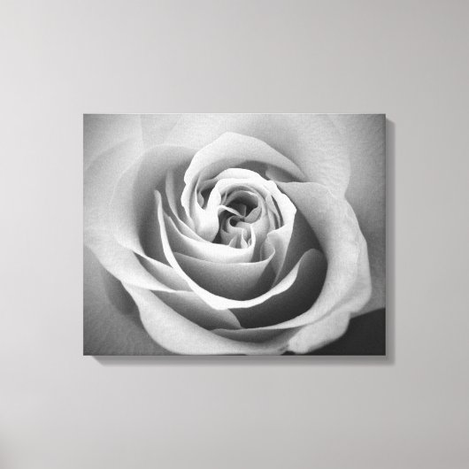 White Rose Leinwanddruck (Vorderseite)