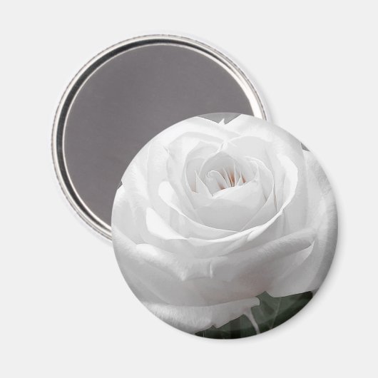 White Rose Magnet (Vorderseite/Rückseite)