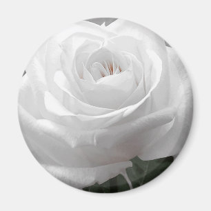 White Rose Magnet