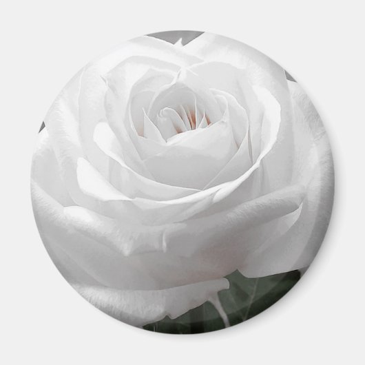 White Rose Magnet (Vorne)